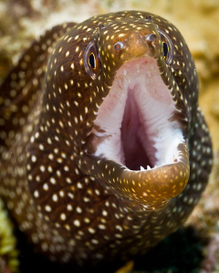 Wide Open White: White Mouth Moray by Tony Cherbas 